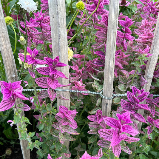 Broksalvia ´Pink Sundae´