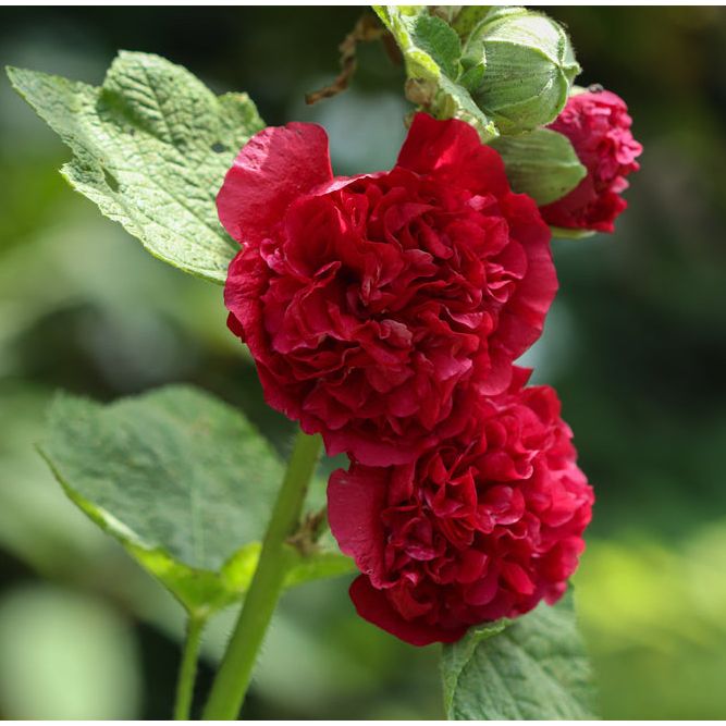 Stockros ´Chater´s Scarlet´