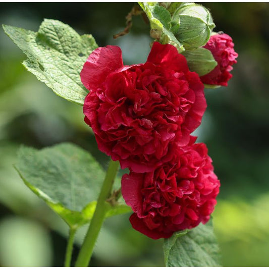 Stockros ´Chater´s Scarlet´