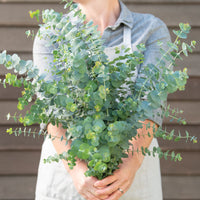 Eukalyptus ´Baby Blue Bouquet´