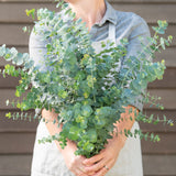 Eukalyptus ´Baby Blue Bouquet´
