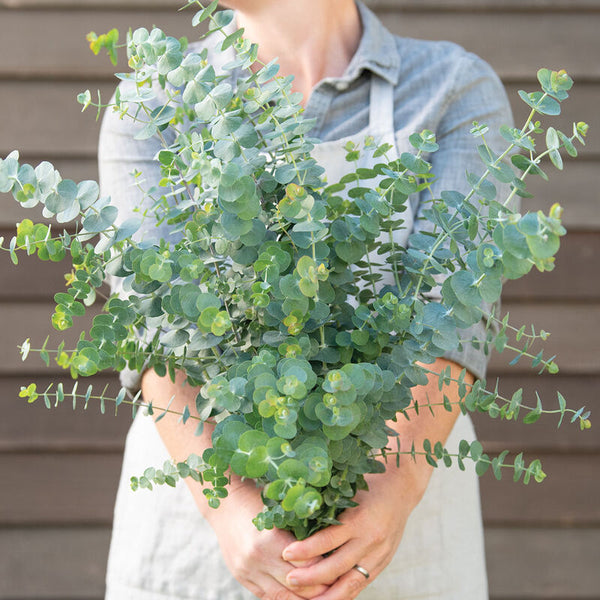 Eukalyptus ´Baby Blue Bouquet´