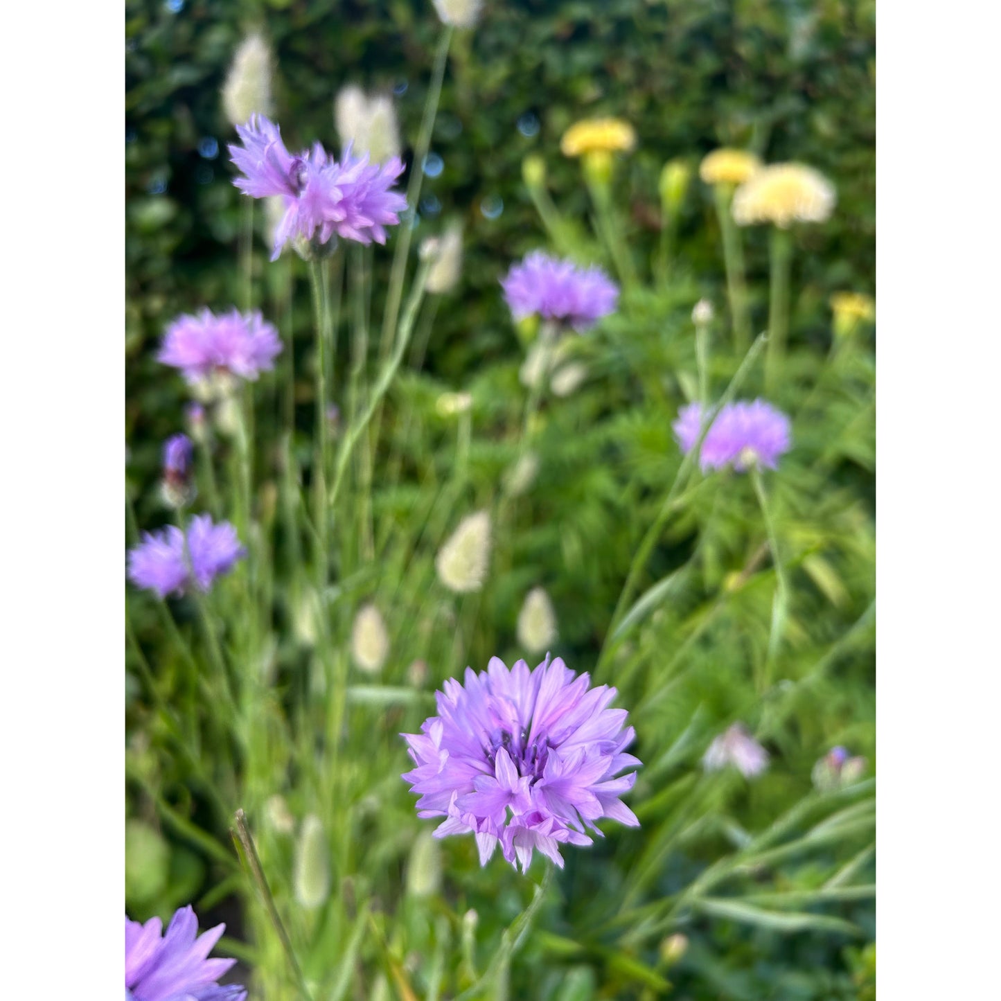 Blåklint ´Lady Mauve´