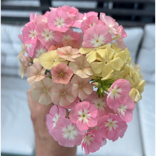 Sommarflox ´Beauty Coral Reef´
