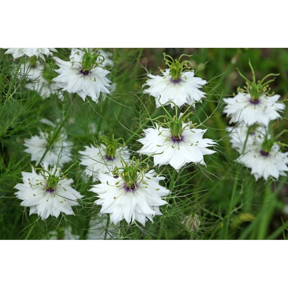 Jungfrun i det gröna ´Miss Jekyll White´