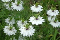 Jungfrun i det gröna ´Miss Jekyll White´