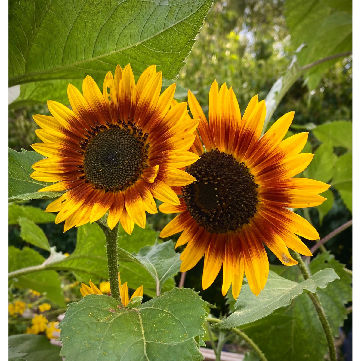 Solros ´Autumn Beauty´ - Köp frön till solros hos Soil & Seeds!