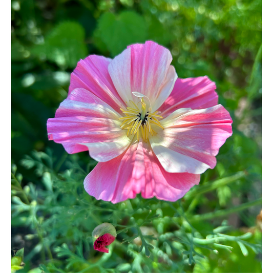 Sömntuta ´Thai Silk Rose Chiffon´