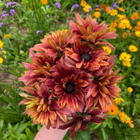 Sommarrudbeckia ´Sahara’