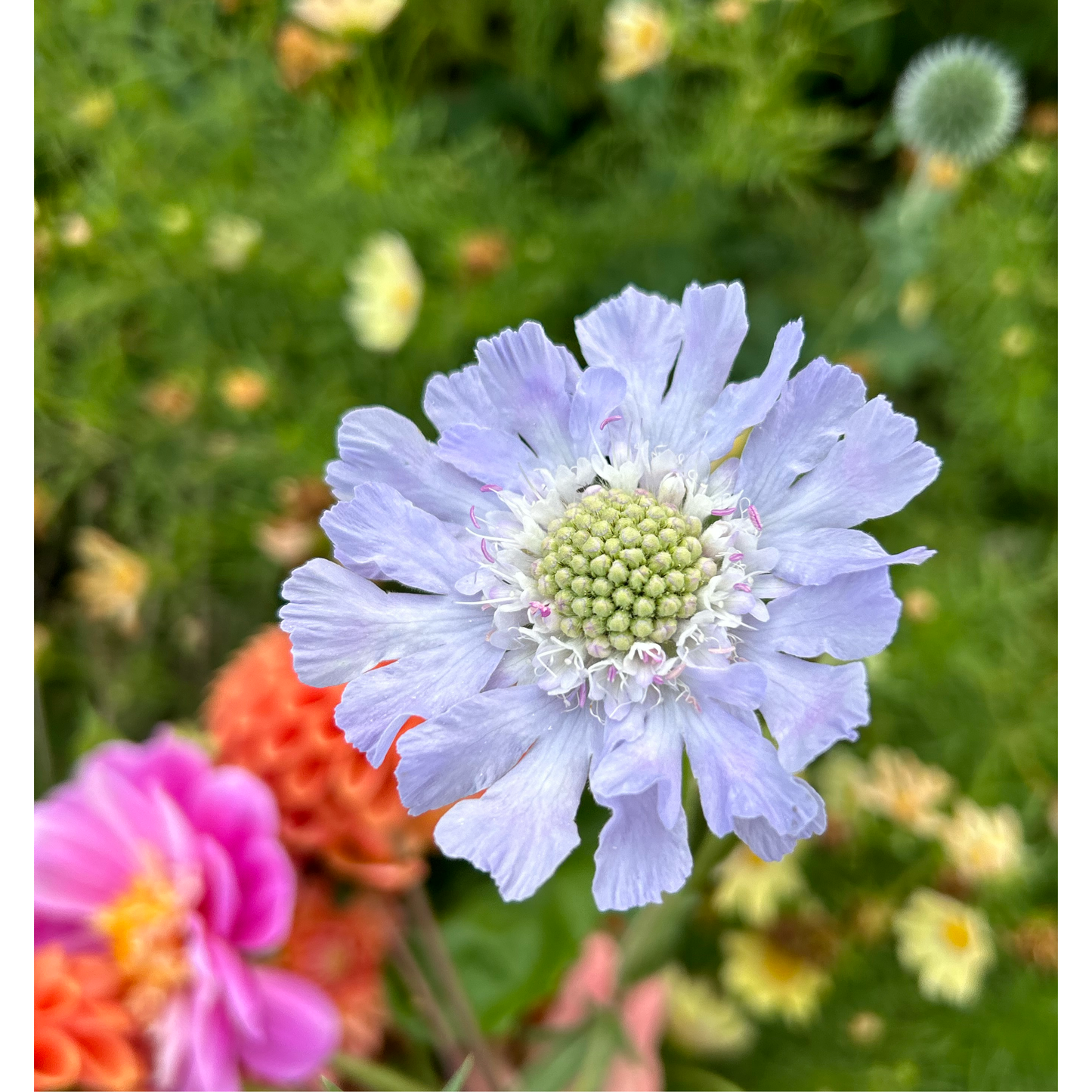 Stjärnvädd ´Paper Moon´