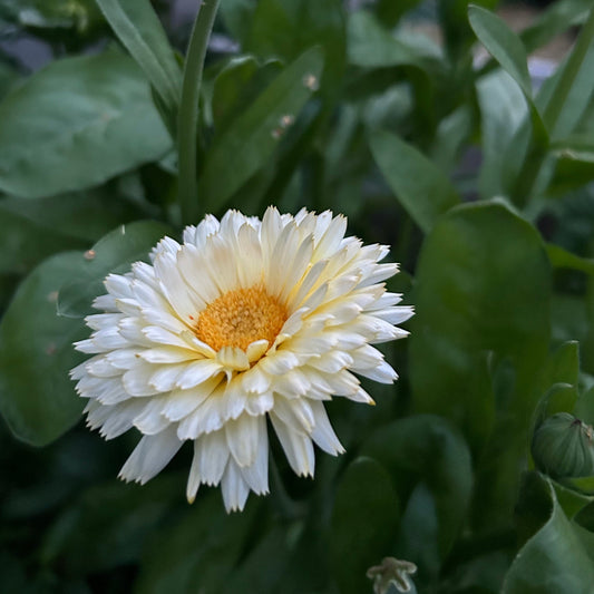 Ringblomma ´Snow Princess´