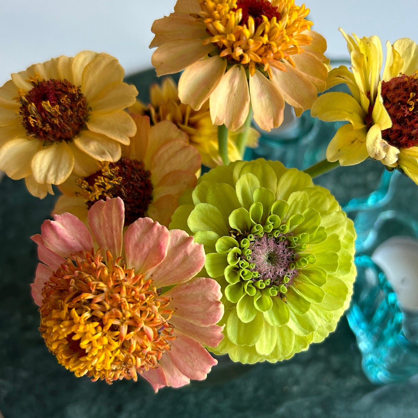 Zinnia ´Queeny Lime with Blush´