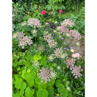 Blomstermorot ´Dara´