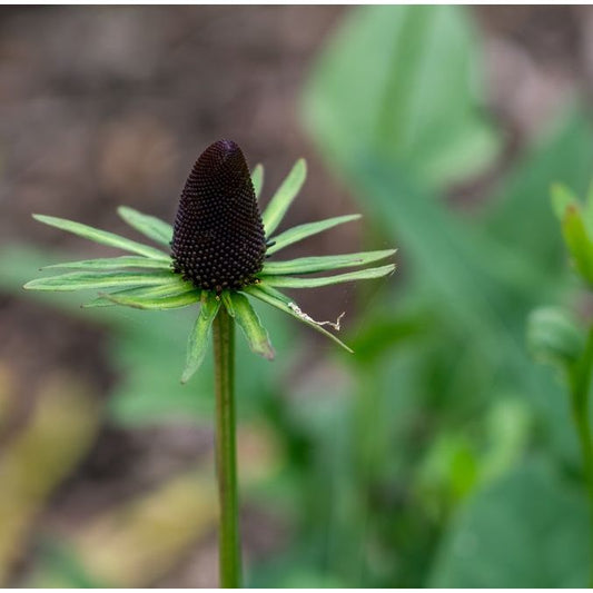 Trollrudbeckia ´Green Wizard´
