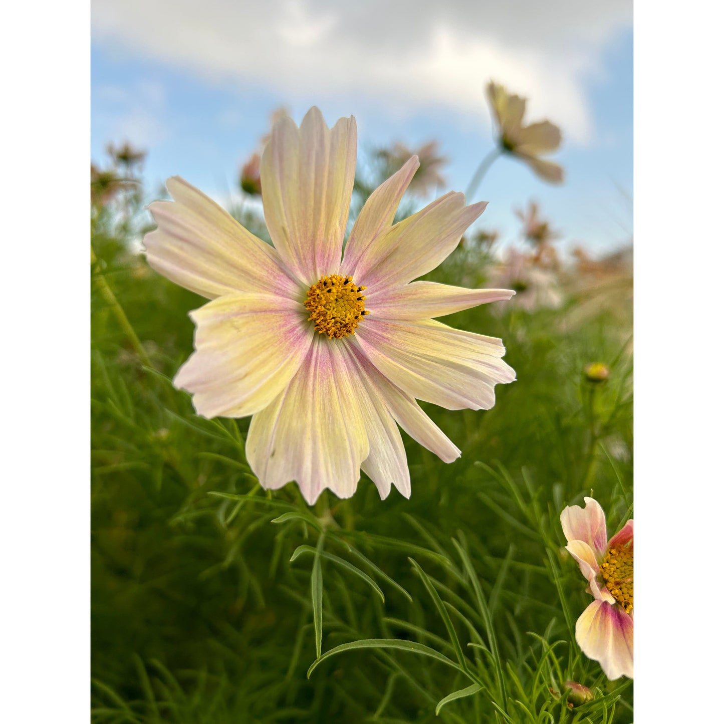 Rosenskära ´Apricot Lemonade´