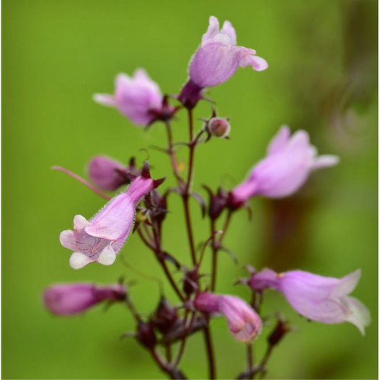 Fingerborgshatt ´Mystica´