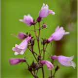 Fingerborgshatt ´Mystica´