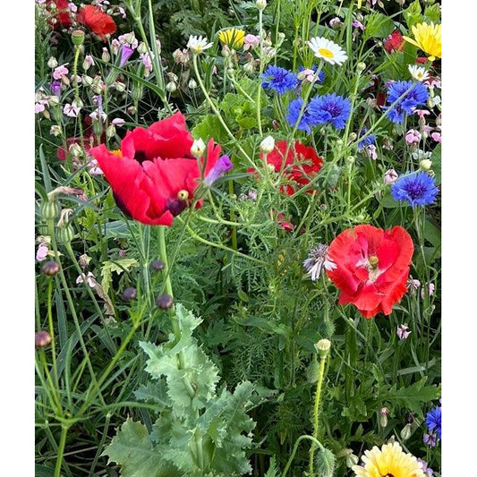 Opievallmo ´Bowling Ball´