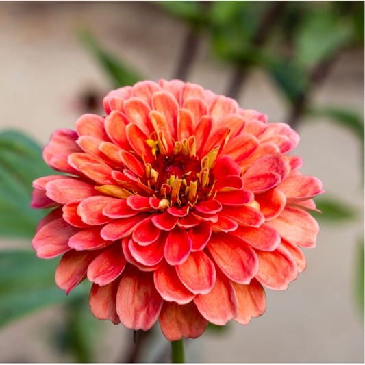 Zinnia ´Salmon Queen´