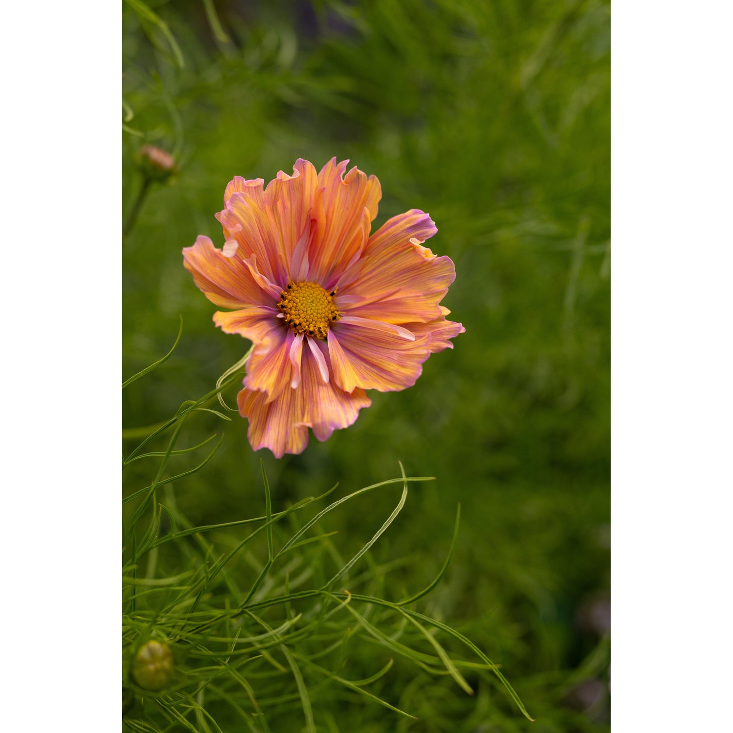 Rosenskära ´Apricotta´