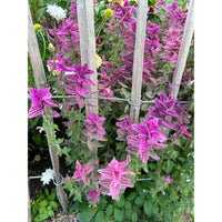 Broksalvia ´Pink Sundae´