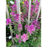 Broksalvia ´Pink Sundae´