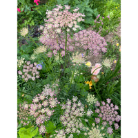 Blomstermorot ´Dara´