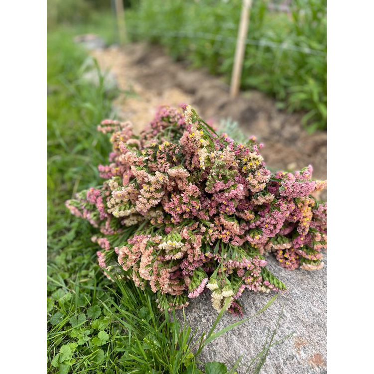 Risp ´Apricot Beauty´