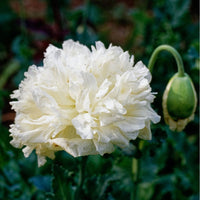 Pionvallmo ´Yellow Peony´