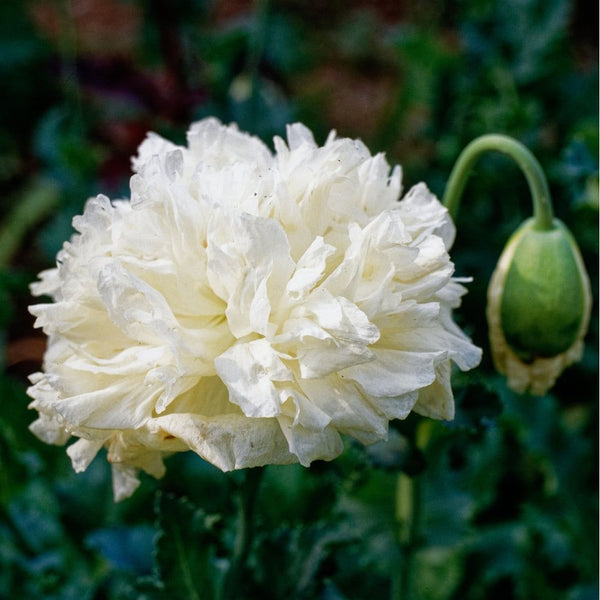 Pionvallmo ´Yellow Peony´