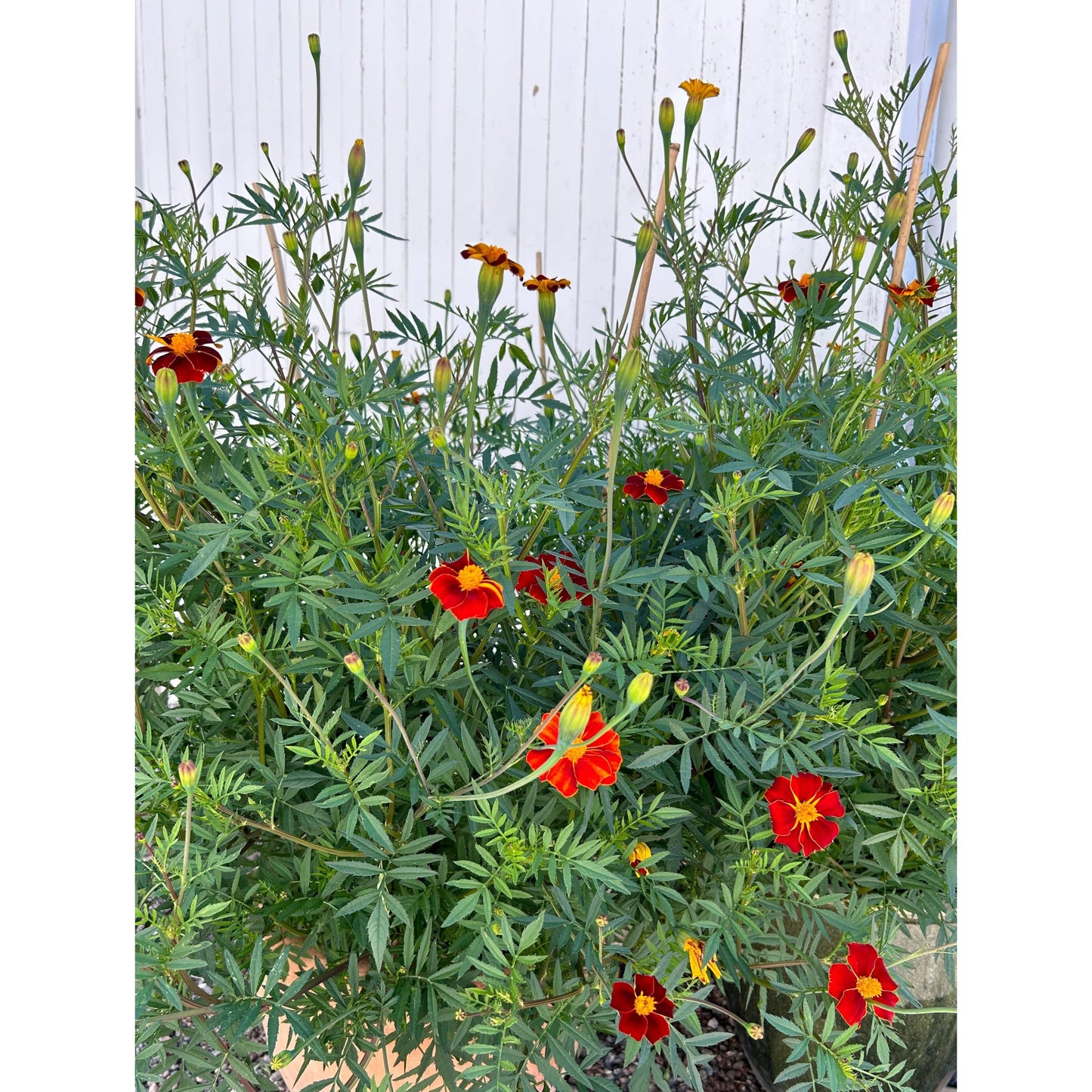 Linnétagetes ´Burning Embers´