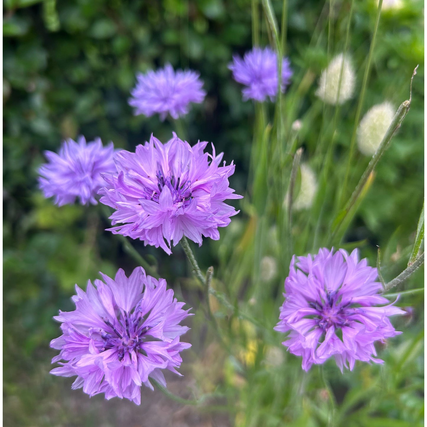Blåklint ´Lady Mauve´