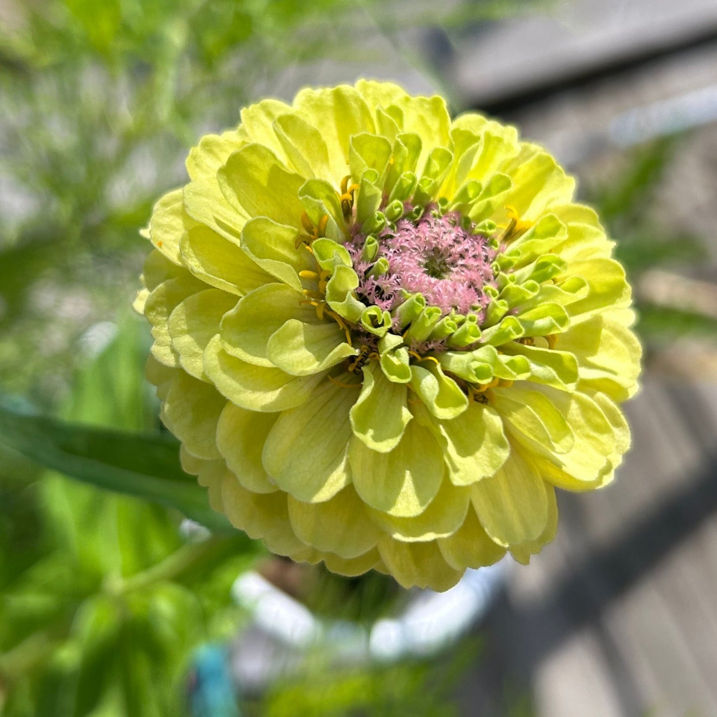 Zinnia ´Queeny Lime with Blush´