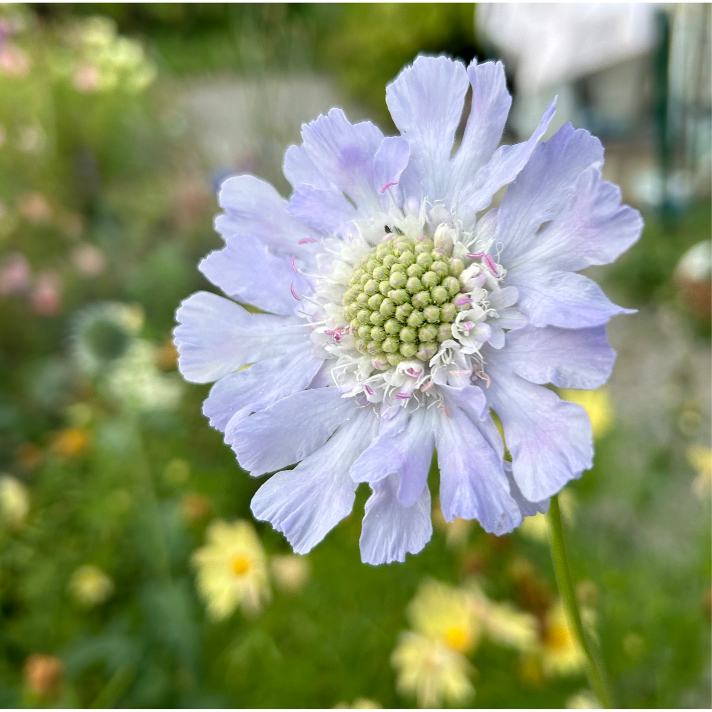 Stjärnvädd ´Paper Moon´