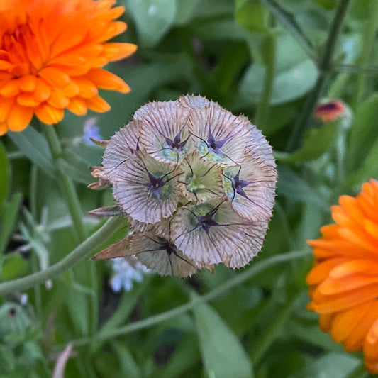 Stjärnvädd ´Drumstick´