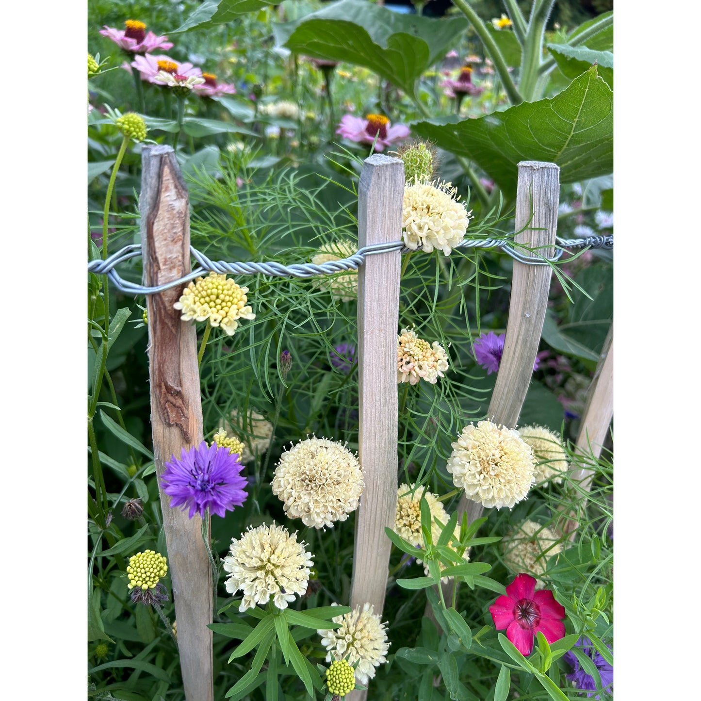 Praktvädd ´Fata Morgana´