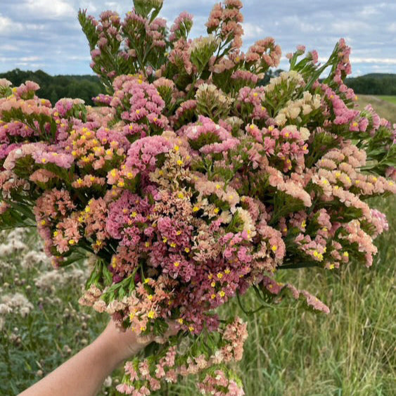 Risp ´Apricot Beauty´