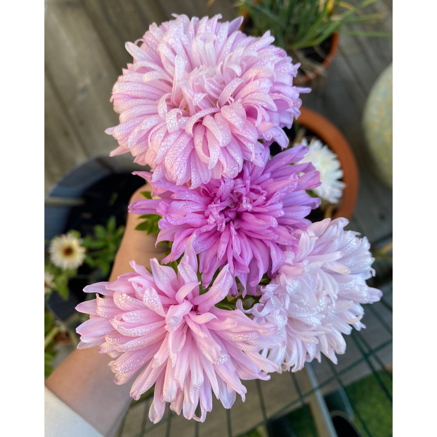 Sommaraster ´King Size Appleblossom´