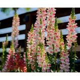 Lejongap ´Potomac Appleblossom´