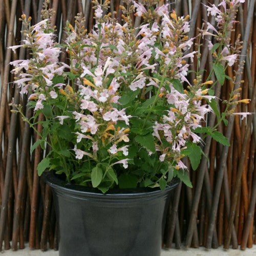 Kolibrimynta ´Lavender Martini´