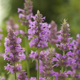 Agastache ´Rose Mint´