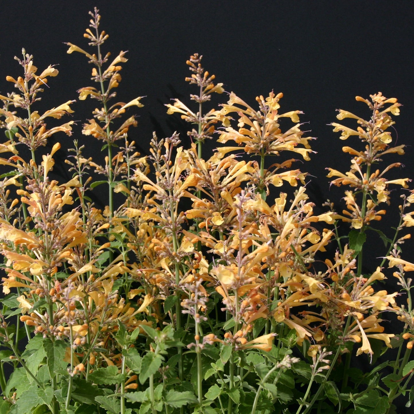 Orange Kolibrimynta ´Peach Margarita´