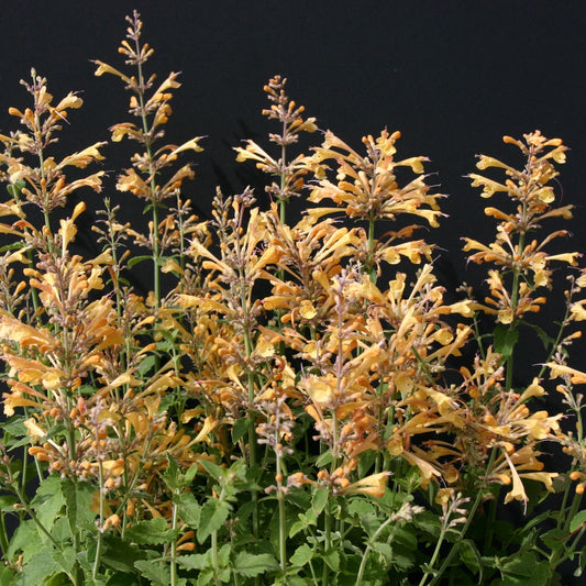 Orange Kolibrimynta ´Peach Margarita´