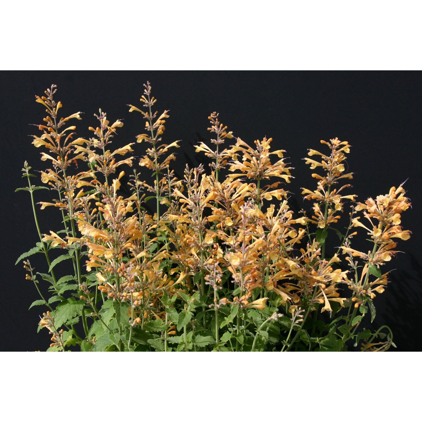 Orange Kolibrimynta ´Peach Margarita´