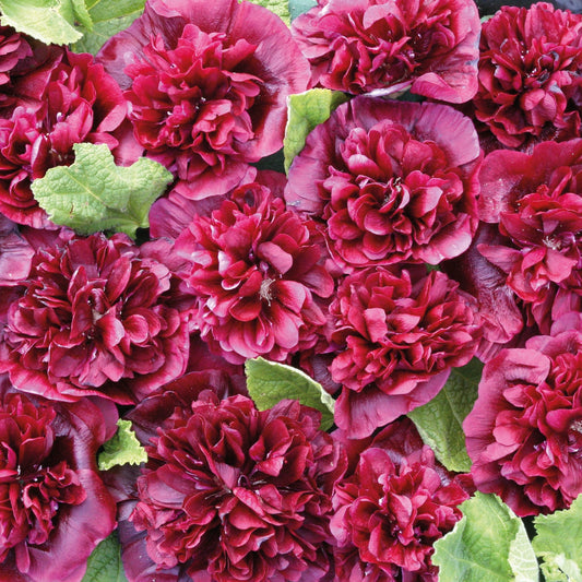 Stockros ´Blackberry´