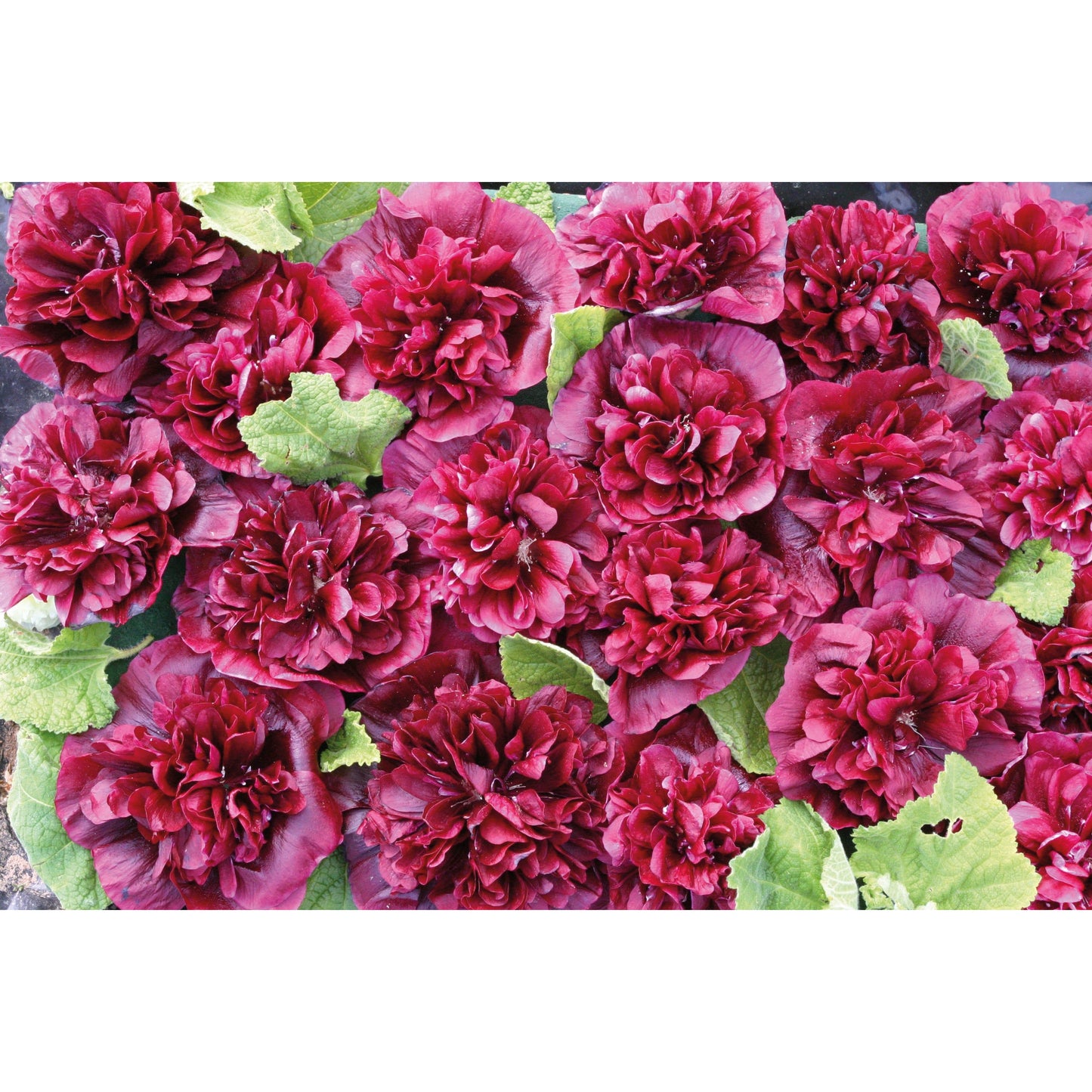 Stockros ´Blackberry´