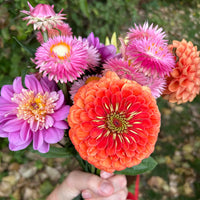 Zinnia ´Benary´s Giant Salmon Rose´