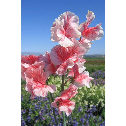 Luktärt ’Crimson Ripple’