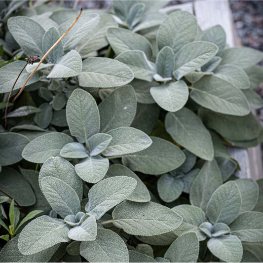 Kryddsalvia
