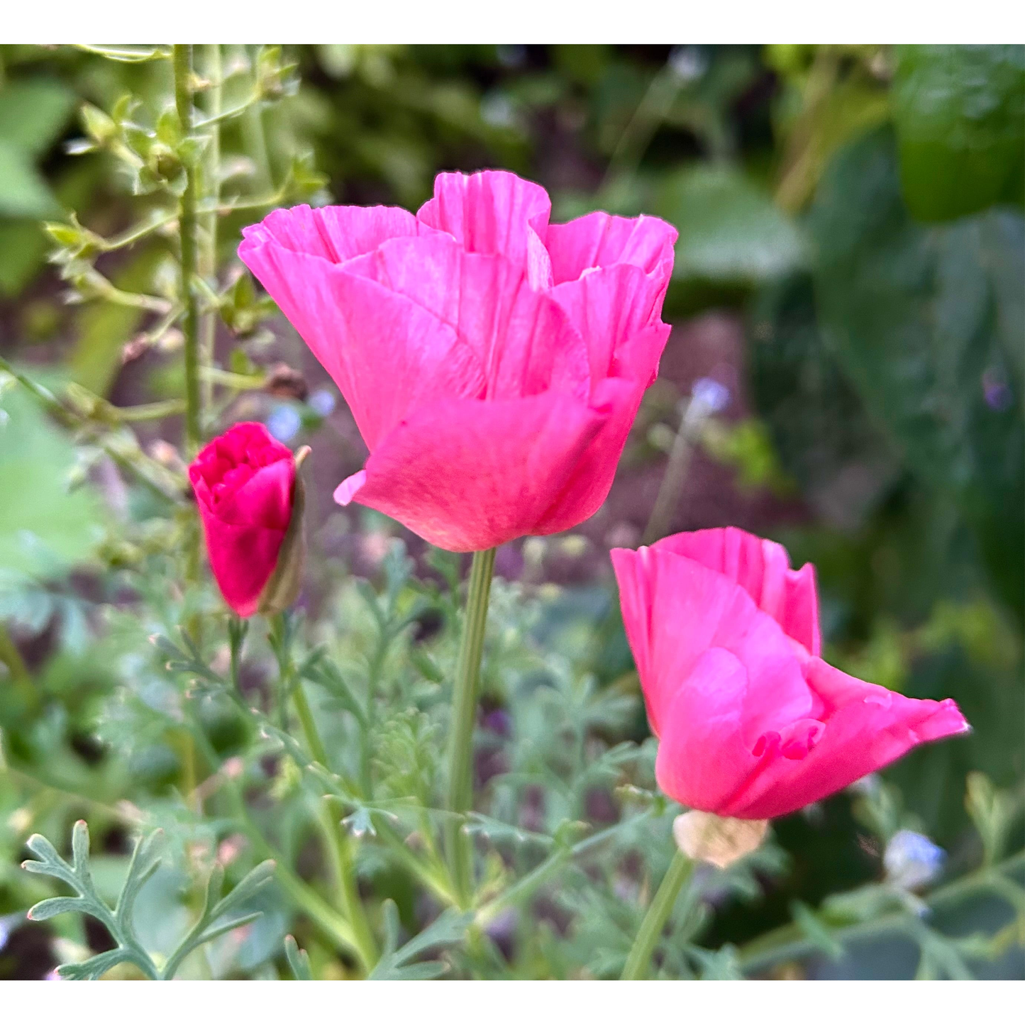 Sömntuta ´Thai Silk Rose Chiffon´